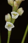 Bog smartweed